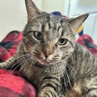 Banfield Pet Hospital ico