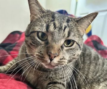Banfield Pet Hospital
