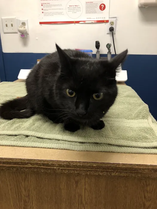 VCA Telegraph Road Animal Hospital 7