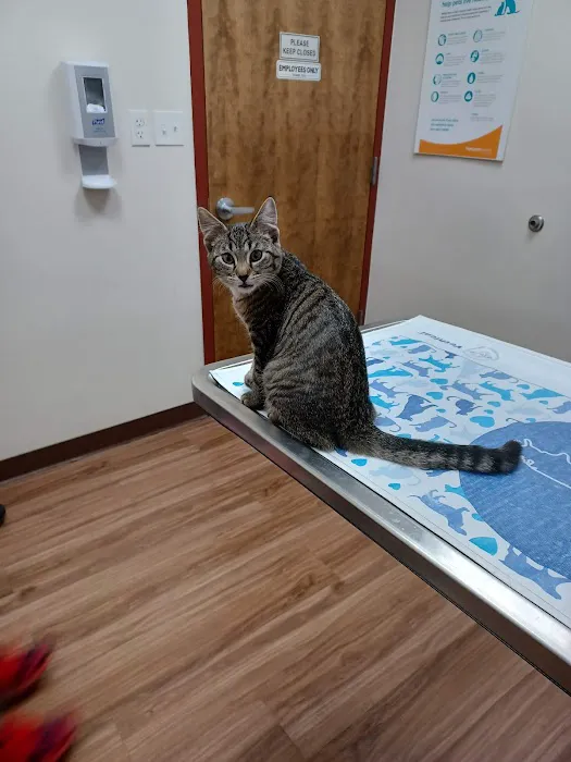 VCA Telegraph Road Animal Hospital 10