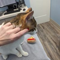 Odenton Veterinary Hospital ico