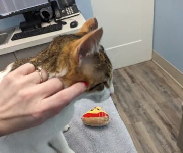 Odenton Veterinary Hospital