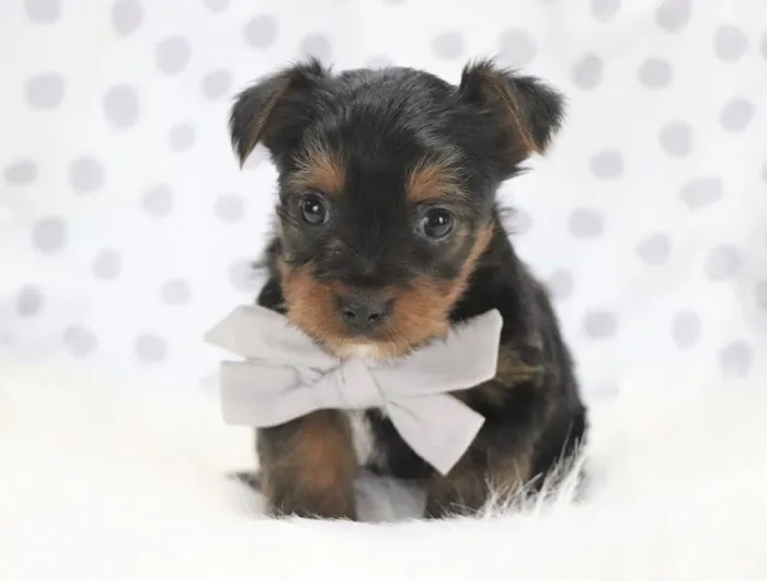 Odenton Veterinary Hospital 6
