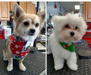 Noah's Ark Veterinary and Boarding Resort