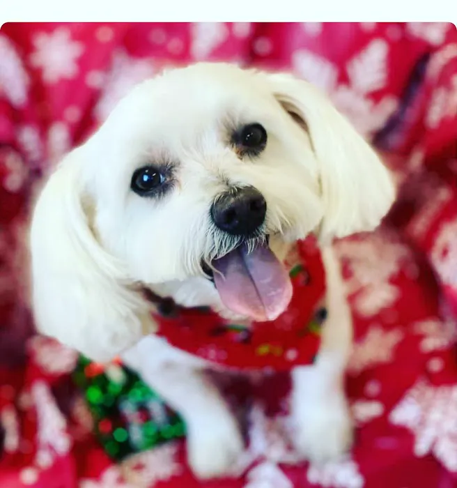 Loving Pet Care Hospital 2