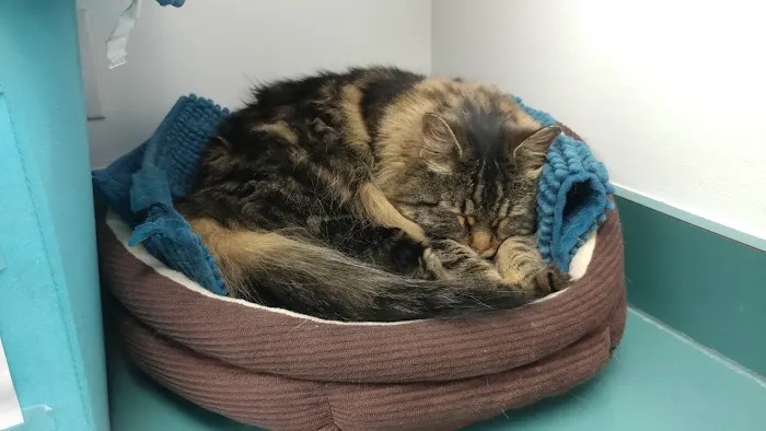 Ruxton Animal Hospital 3