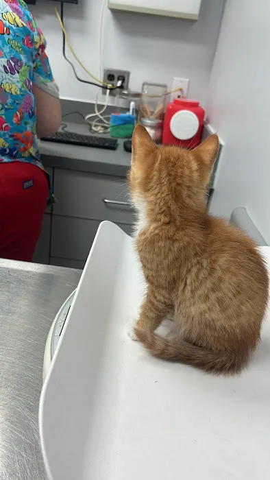 Cat Hospital At Towson 12