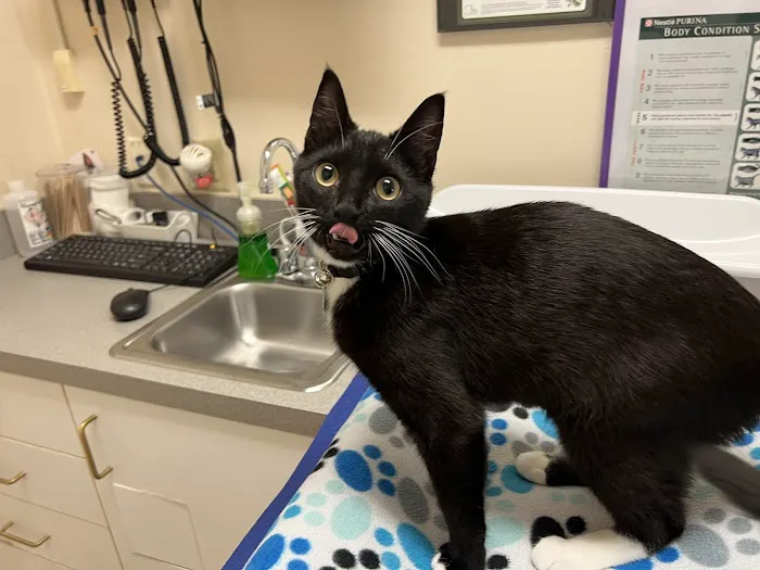 Cat Hospital At Towson 12