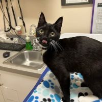 Cat Hospital At Towson ico