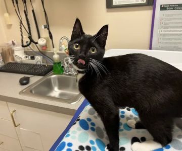 Cat Hospital At Towson