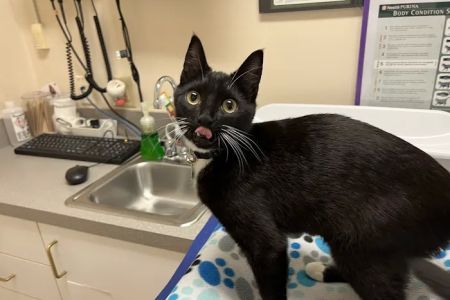 Cat Hospital At Towson