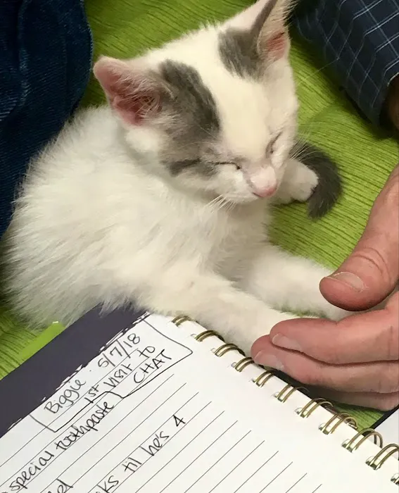 Cat Hospital At Towson 12