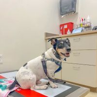 Belvedere Veterinary Center ico