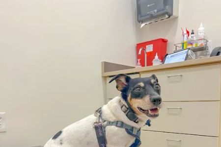 Belvedere Veterinary Center