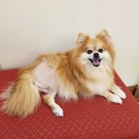 Lutherville Animal Hospital ico