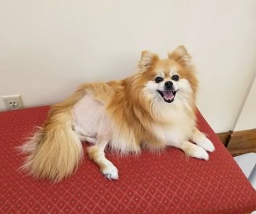 Lutherville Animal Hospital