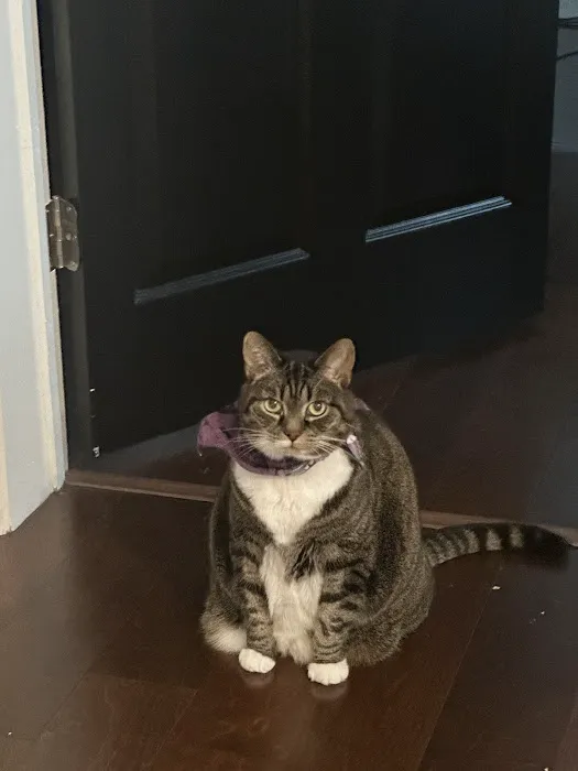 Lutherville Animal Hospital 6