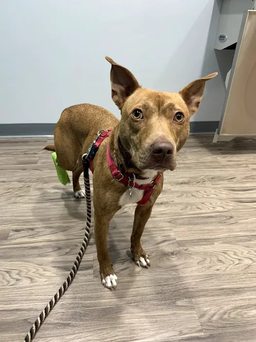 Evergreen Veterinary Care 7