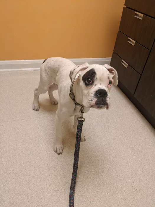 Vinson Animal Hospital 2