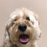 Stevenson Village Veterinary Hospital ico