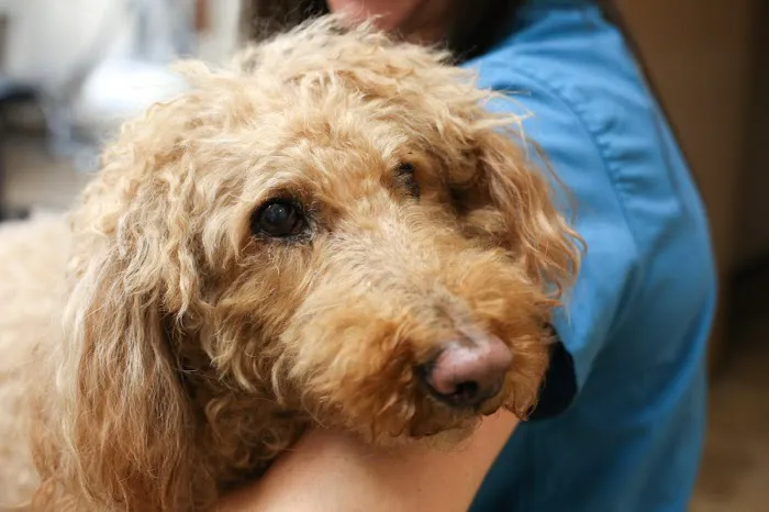 Stevenson Village Veterinary Hospital 2