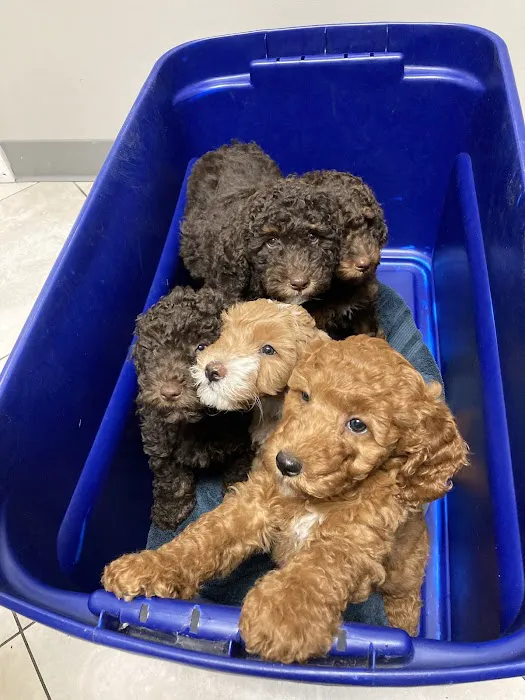 Triadelphia Veterinary Clinic 12