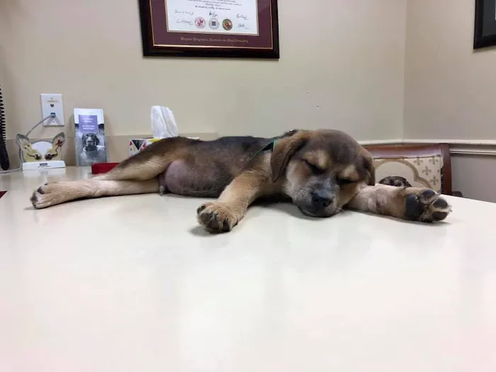 Millersville Animal Hospital 1