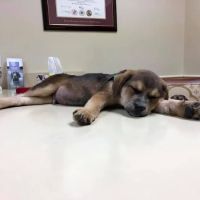 Millersville Animal Hospital ico