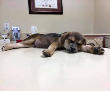 Millersville Animal Hospital