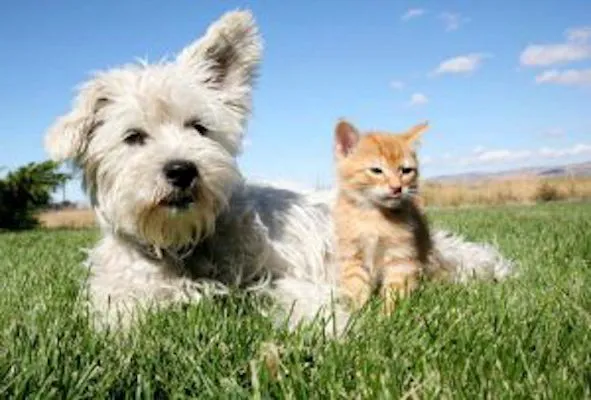 Millersville Animal Hospital 2