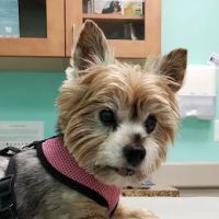 Elkridge Animal Hospital ico