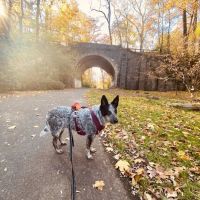 Maryland Veterinary Surgical Services ico