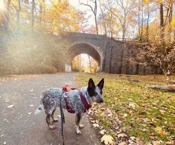 Maryland Veterinary Surgical Services