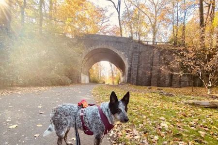 Maryland Veterinary Surgical Services