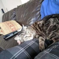Thrive Pet Healthcare - Catonsville ico