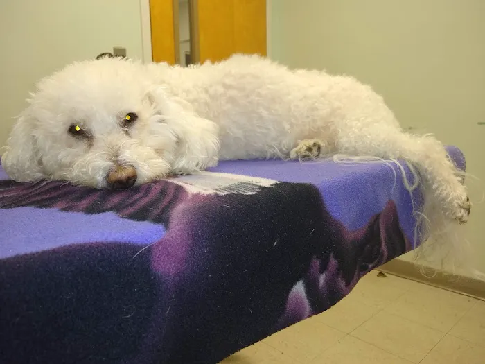 Thrive Pet Healthcare - Catonsville 12