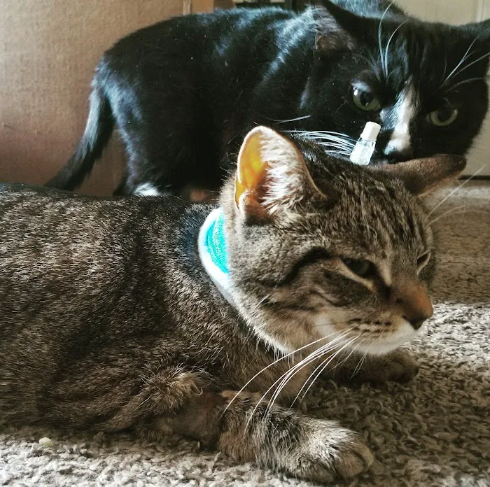 Thrive Pet Healthcare - Catonsville 12