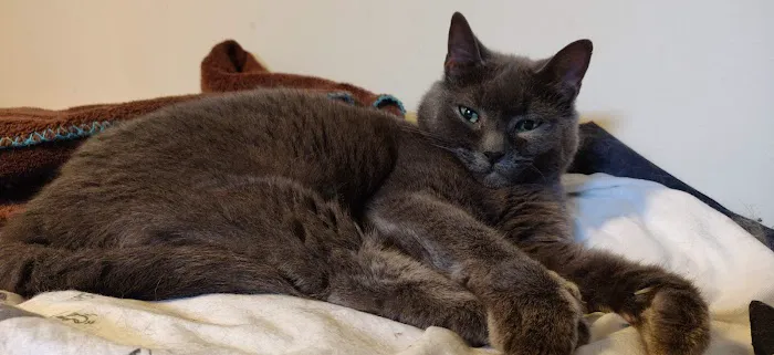 Radiocat 12