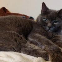 Radiocat ico