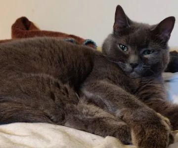 Radiocat