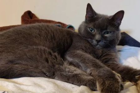 Radiocat