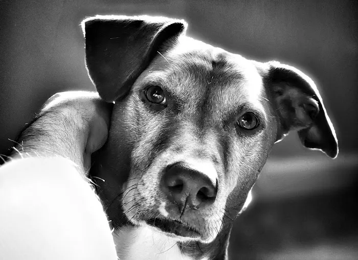 Dermatology for Animals - Catonsville 12