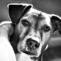 Dermatology for Animals - Catonsville ico