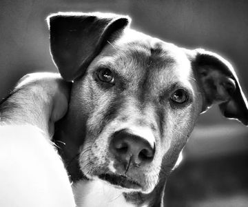 Dermatology for Animals - Catonsville