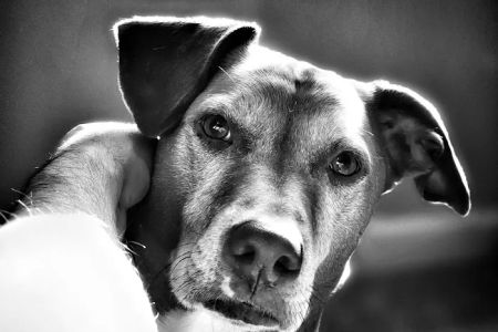 Dermatology for Animals - Catonsville