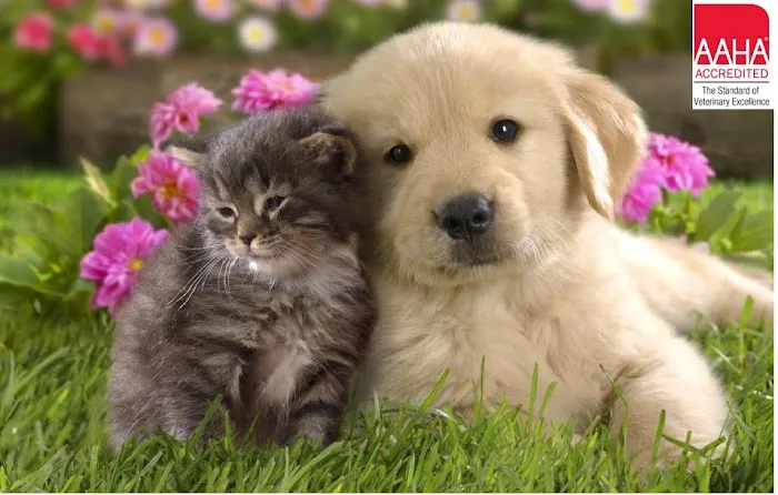 Bay Country Veterinary Hospital 1