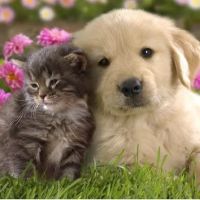 Bay Country Veterinary Hospital ico