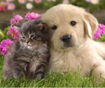 Bay Country Veterinary Hospital