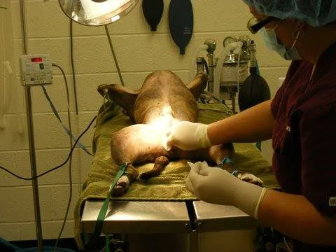 Bay Country Veterinary Hospital 4