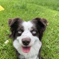Animal Medical Center of Watkins Park ico